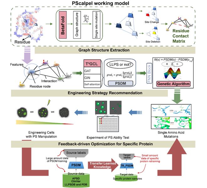 AdvSci丨机器学习赋能蛋白相分离精准调控-开发PScal